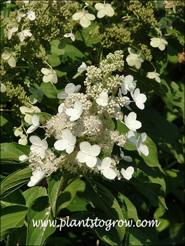 Larger white florets (ray flowers) on a loose inflorescence.